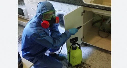 Уничтожение муравьев в квартире. Богданович