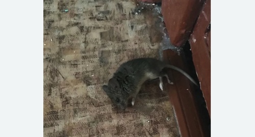 Дезинфекция от мышей в Богдановиче