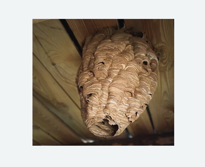 обработка от шершней в Богдановиче