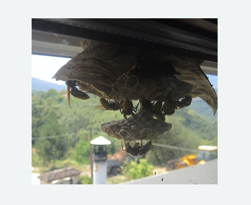 Уничтожение гнёзд шершней в Богдановиче