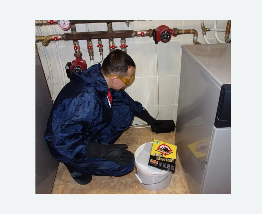 Уничтожение крыс в Богдановиче